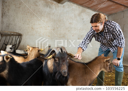 Middle aged european male farm worker feeding goats Middle aged european male farm worker feeding goats 103556225