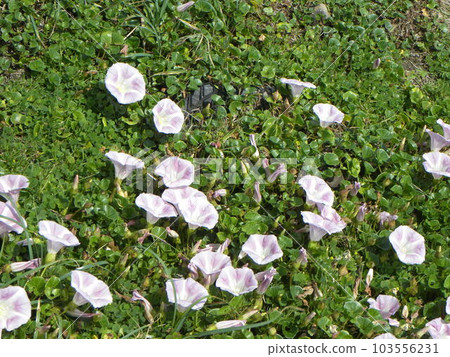 Kemigawa beach sandy beach daytime pink flowers Kemigawa beach sandy beach daytime pink flowers 103556231