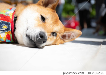 想睡午覺的柴犬混血兒 想睡午覺的柴犬混血兒 103556236