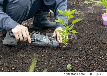 Repotting of pepper seedlings 103556313