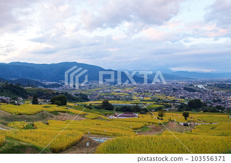 長野縣/傍晚的收穫前的“Obasute梯田” 103556371
