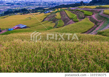 Nagano Prefecture/ Pre-harvest “Obasute Terraced Rice Fields” in the evening 103556375