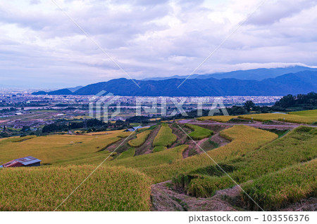 Nagano Prefecture/ Pre-harvest “Obasute Terraced Rice Fields” in the evening Nagano Prefecture/ Pre-harvest “Obasute Terraced Rice Fields” in the evening 103556376