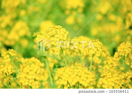 Rapeseed field 103556411