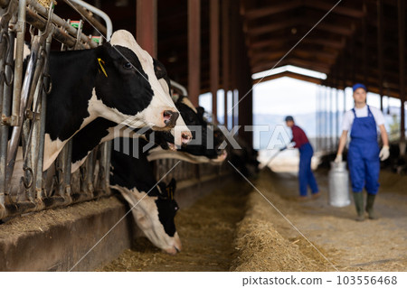 Row of cows standing in stalls on livestock farm eating hay 103556468