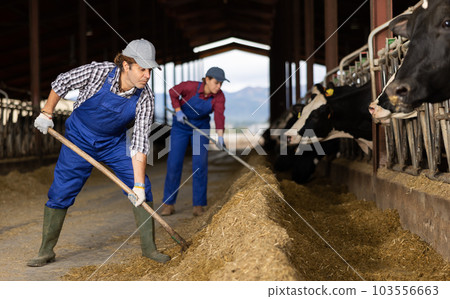 Serious adult male farmer in overalls using rake and feeding cows with compound feed in cowshed of dairy farm Serious adult male farmer in overalls using rake and feeding cows with compound feed in cowshed of dairy farm 103556663