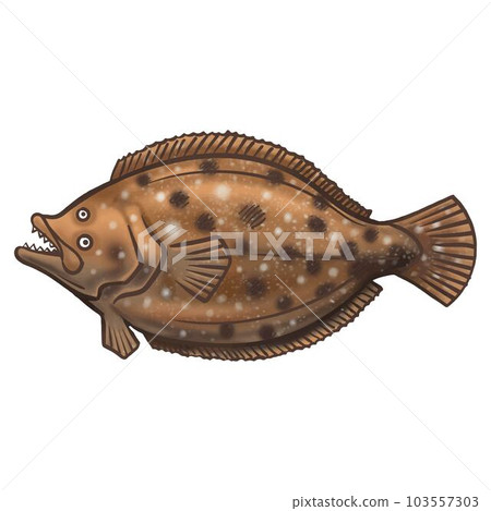 Hand drawn Flounder Fish 103557303