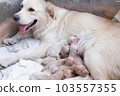 Mama dog golden retriever feeding a newborn puppy milk in a cement tube 103557355