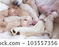 Newborn golden retriever puppy detail closeup pet 103557356