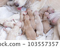 Newborn golden retriever puppy detail closeup pet 103557357