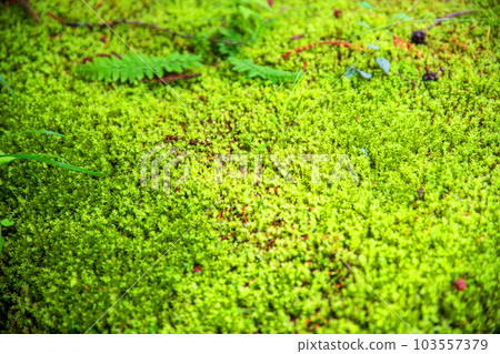 Moss in the woods along the Kominebara Highway, fresh green scenery, Kanuma City 103557379