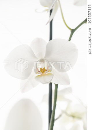 Beautiful white orchid on a white background. Beautiful white orchid on a white background. 103557533