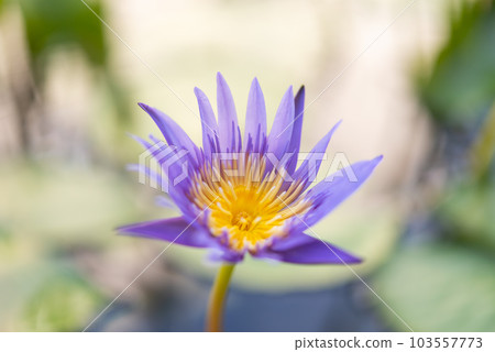 Lotus flower (Tropical water-lily) Lotus flower (Tropical water-lily) 103557773