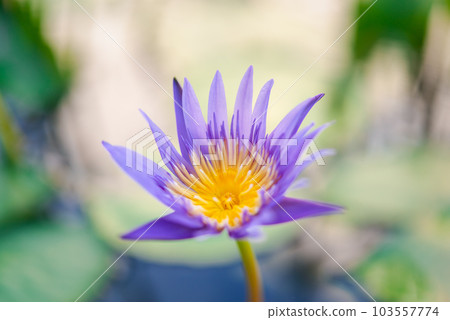 Lotus flower (Tropical water-lily) 103557774