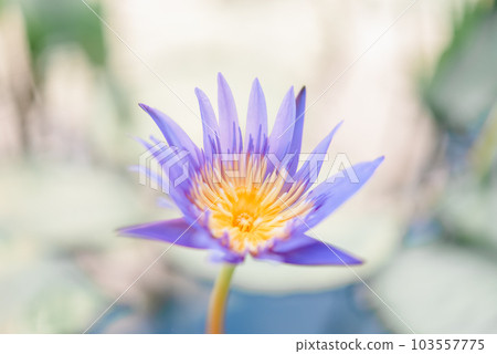 Lotus flower (Tropical water-lily) 103557775