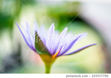 Lotus flower (Tropical water-lily) Lotus flower (Tropical water-lily) 103557780