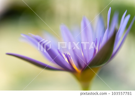 Lotus flower (Tropical water-lily) Lotus flower (Tropical water-lily) 103557781