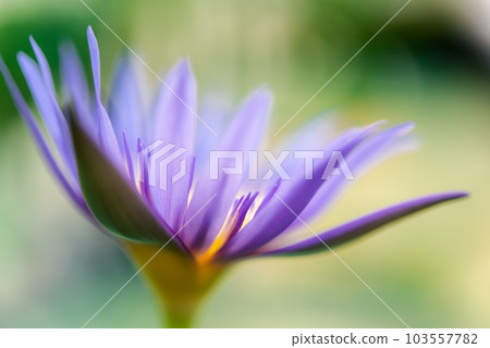 Lotus flower (Tropical water-lily) 103557782