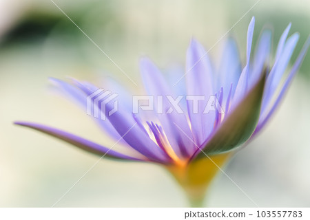 Lotus flower (Tropical water-lily) Lotus flower (Tropical water-lily) 103557783