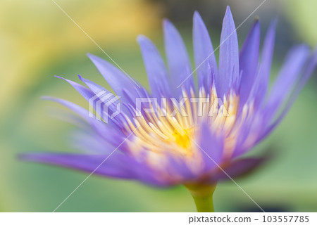 Lotus flower (Tropical water-lily) Lotus flower (Tropical water-lily) 103557785