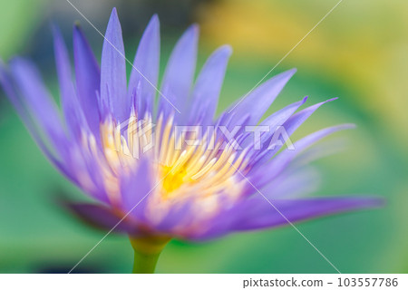 Lotus flower (Tropical water-lily) 103557786