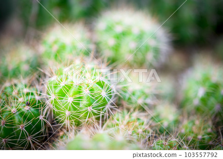 Cactus and Cactus flowers popular for decorative Cactus and Cactus flowers popular for decorative 103557792