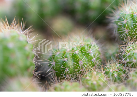 Cactus and Cactus flowers popular for decorative Cactus and Cactus flowers popular for decorative 103557793