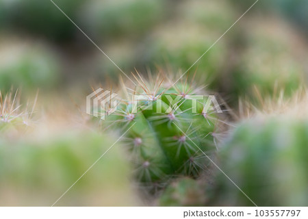 Cactus and Cactus flowers popular for decorative Cactus and Cactus flowers popular for decorative 103557797