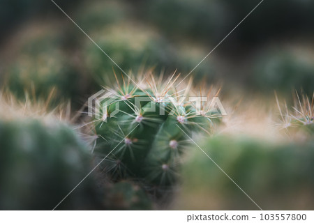 Cactus and Cactus flowers popular for decorative Cactus and Cactus flowers popular for decorative 103557800