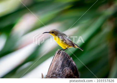 Bird (Olive-backed sunbird) on tree in nature wild 103557826