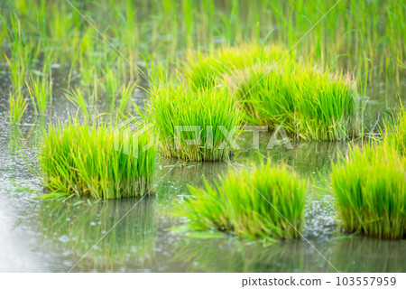 Nature of rice field on rice paddy 103557959