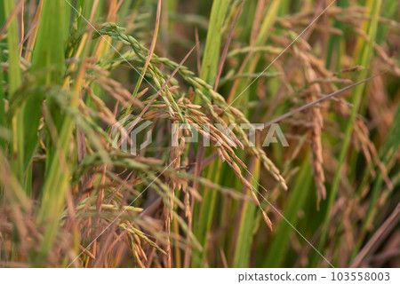 Nature of rice field on rice paddy 103558003