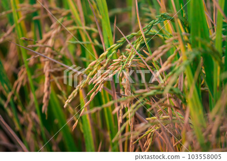 Nature of rice field on rice paddy 103558005