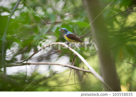 Bird (Brown-throated sunbird) in nature wild Bird (Brown-throated sunbird) in nature wild 103558035