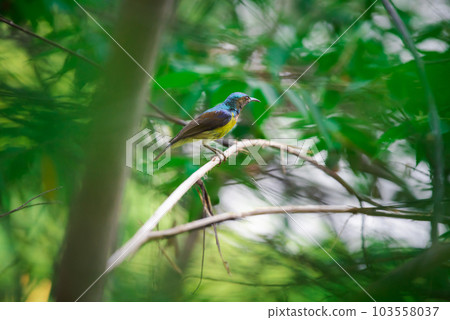 Bird (Brown-throated sunbird) in nature wild Bird (Brown-throated sunbird) in nature wild 103558037