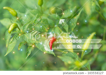 Smart Farm, Chilli peppers or green chilies farm 103558127