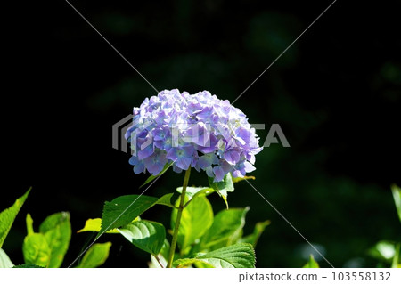 柔和的繡球花在陽光下閃耀 柔和的繡球花在陽光下閃耀 103558132