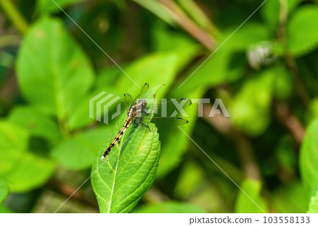 A dragonfly resting on a hydrangea leaf 103558133