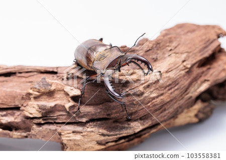 Stag beetle 103558381