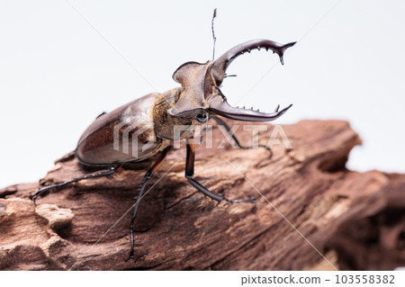 Stag beetle 103558382