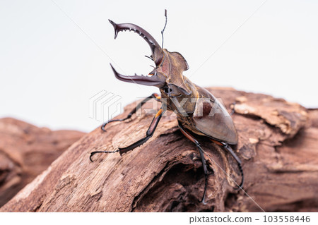 雄鹿甲蟲 103558446