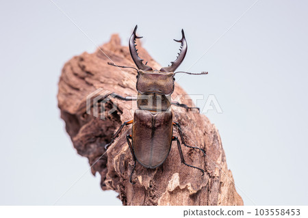 Stag beetle 103558453
