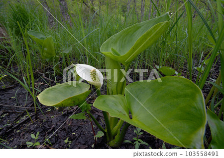 Water-arum (Kushiro Marsh, Hokkaido) Water-arum (Kushiro Marsh, Hokkaido) 103558491