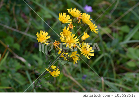 Willow dandelion flower (Shari Town, Hokkaido) Willow dandelion flower (Shari Town, Hokkaido) 103558512