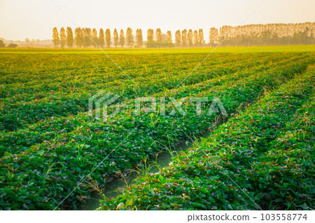 Nature of sweet potatoes plantation, yam farming Nature of sweet potatoes plantation, yam farming 103558774