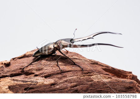 Metalliferhosoaka雄鹿甲蟲 103558798