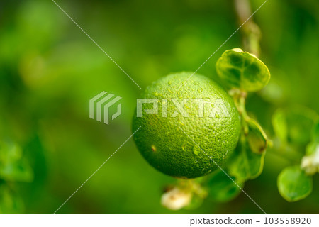 Green lime fruit growing in organic garden, Close up 103558920