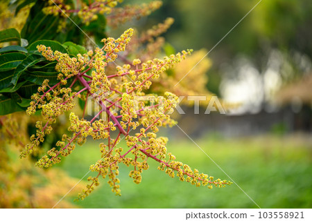 Mango flowering in organic orchard, Thailand 103558921