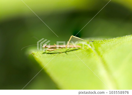A newly emerged wingless praying mantis larva crawls on a bright green leaf (Aito door, macro close-up image) A newly emerged wingless praying mantis larva crawls on a bright green leaf (Aito door, macro close-up image) 103558976