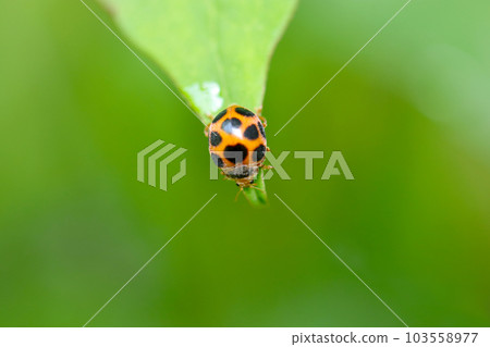 Ladybird beetle perched on the tip of a blade of grass (green background, sunny outdoor macro close-up image) Ladybird beetle perched on the tip of a blade of grass (green background, sunny outdoor macro close-up image) 103558977